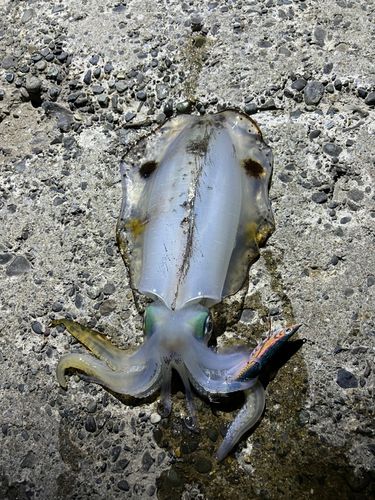 東京湾（富津〜金谷）