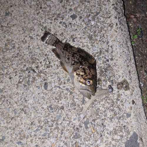 三陸海岸（青森）