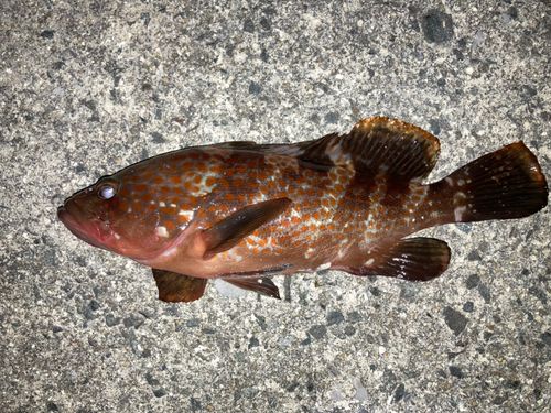 キジハタの釣果