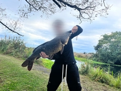 コイの釣果