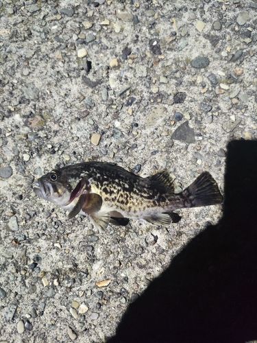 クロソイの釣果