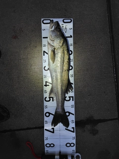 シーバスの釣果