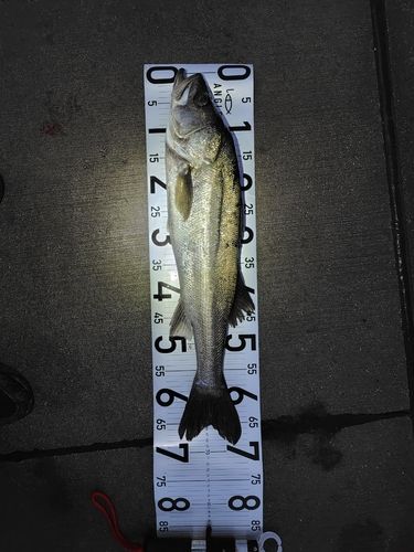 シーバスの釣果