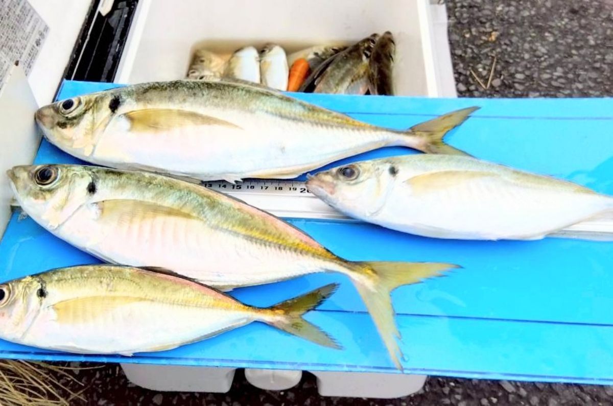 釣り船西野屋さんの釣果 2枚目の画像