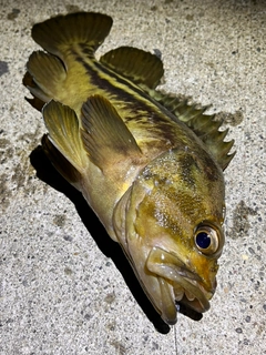 シマソイの釣果