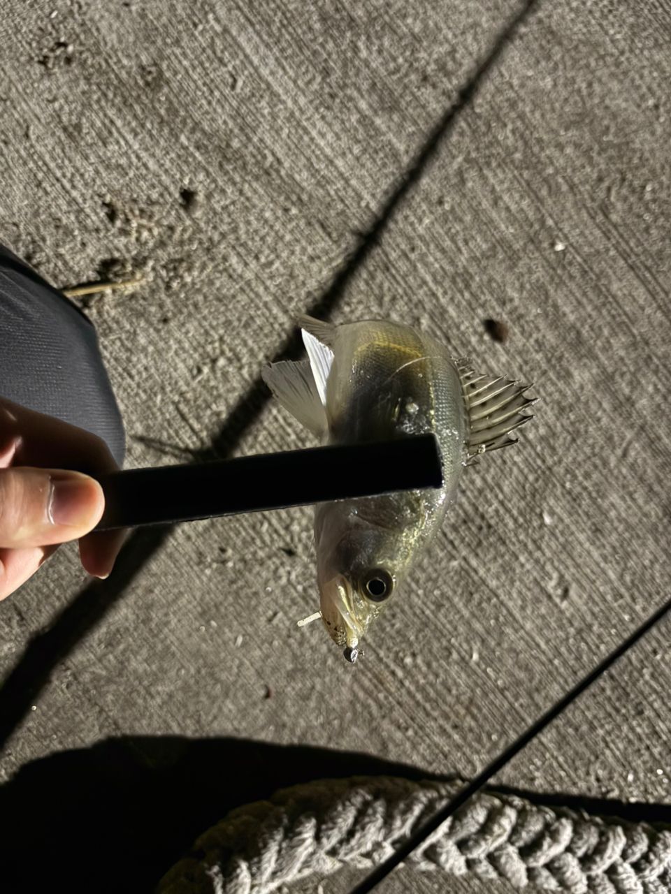 セイゴ（マルスズキ）