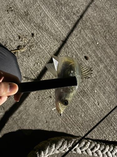 セイゴ（マルスズキ）の釣果