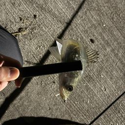 セイゴ（マルスズキ）