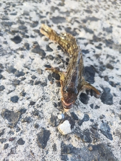 ニジカジカの釣果