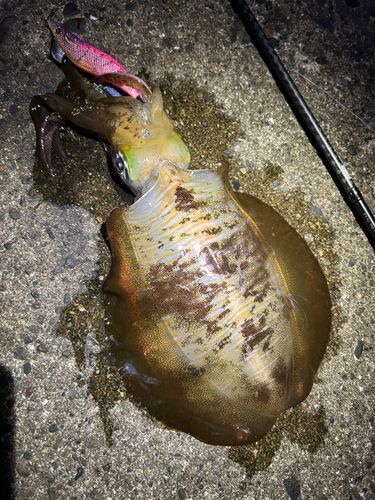 アオリイカの釣果