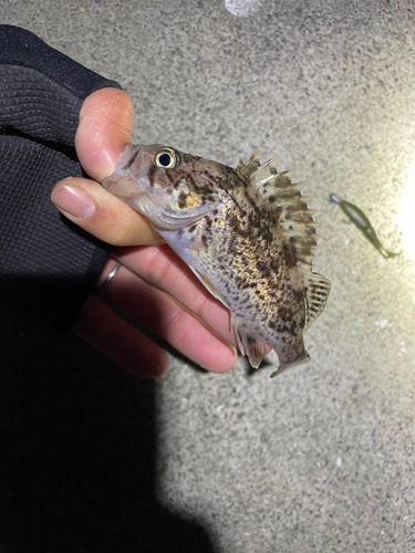 クロソイの釣果