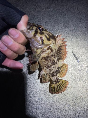 ムラソイの釣果