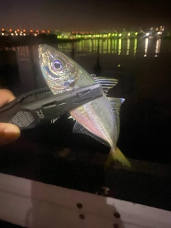 マアジの釣果