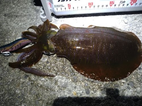 アオリイカの釣果