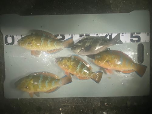 ヒブダイの釣果