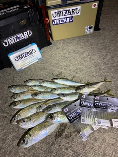 アジの釣果
