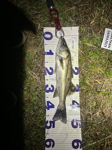 シーバスの釣果