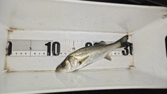 セイゴ（マルスズキ）の釣果