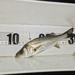 セイゴ（マルスズキ）