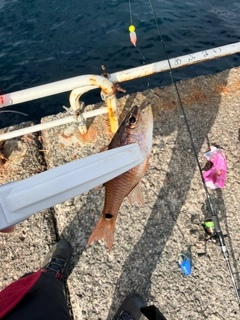 ネンブツダイの釣果