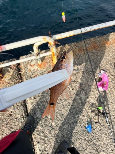 ネンブツダイの釣果