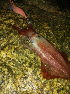 ケンサキイカの釣果