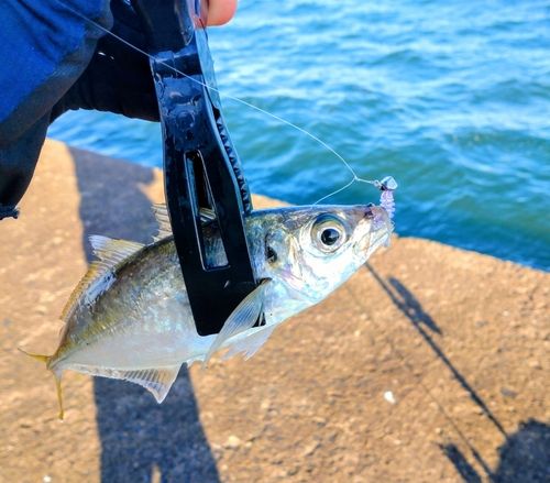マアジの釣果