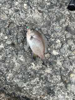 スズメダイの釣果