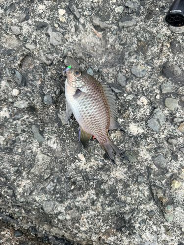 スズメダイの釣果