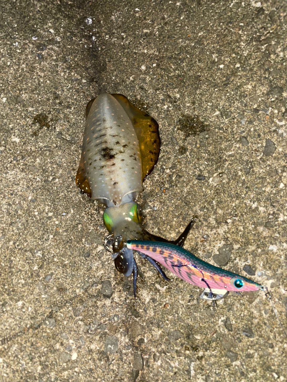 MajorCraft エギゾースト 5G Solid Tip model EZ5-S862Mの最安値