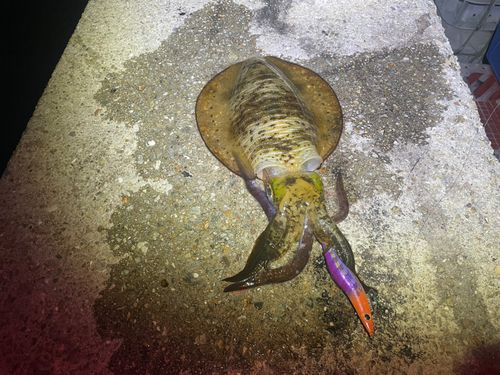 アオリイカの釣果