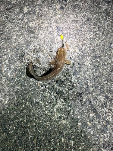 ゴンズイの釣果