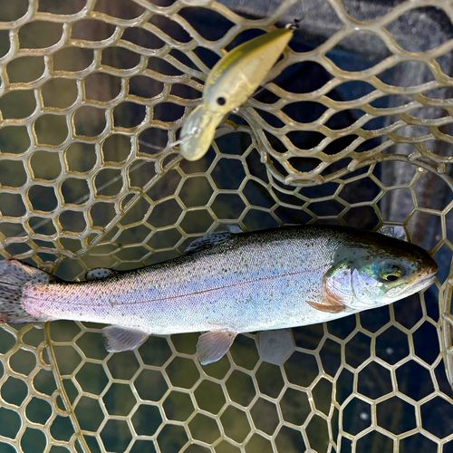 ニジマスの釣果