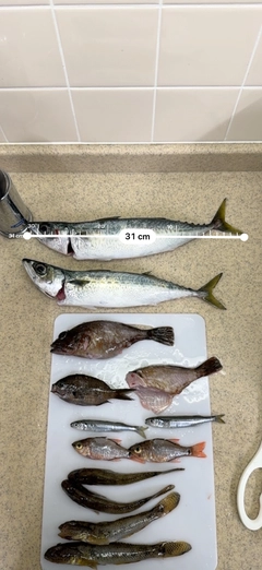 ゴマサバの釣果