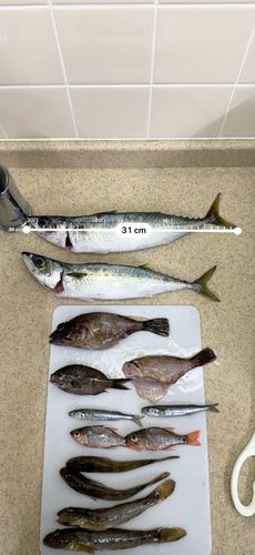 熱海港海釣り施設