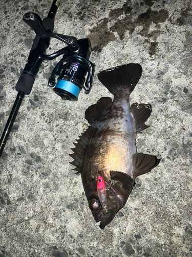 シロメバルの釣果