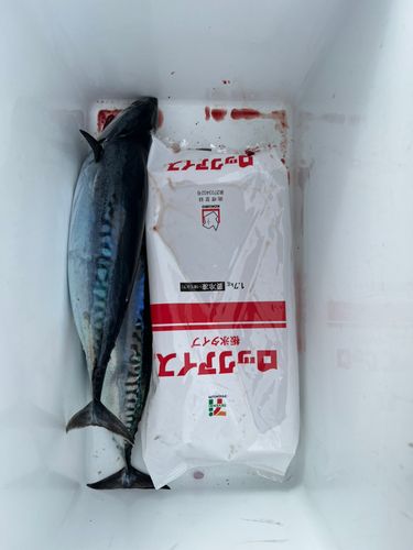 カツオの釣果