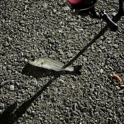 セイゴ（タイリクスズキ）