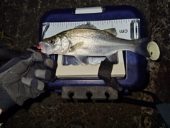 セイゴ（ヒラスズキ）の釣果