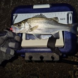 セイゴ（ヒラスズキ）