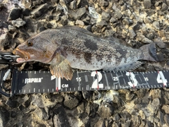 アイナメの釣果