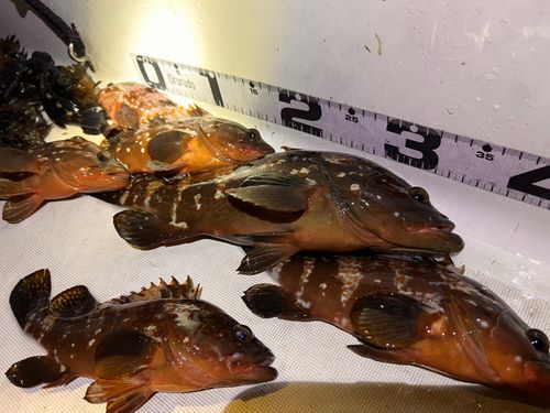 キジハタの釣果