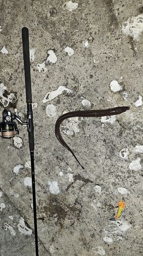 キラキラ公園（苫小牧西港）