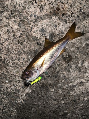 クロムツの釣果