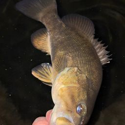 スモールマウスバス