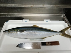 ツムブリの釣果