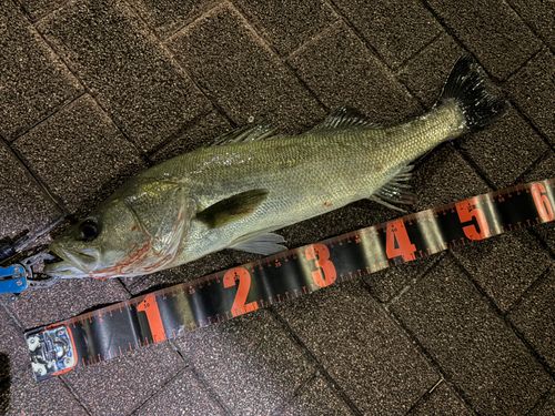 シーバスの釣果