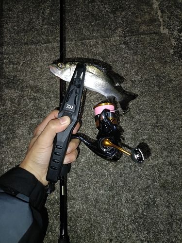 セイゴ（マルスズキ）の釣果