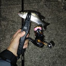 セイゴ（マルスズキ）