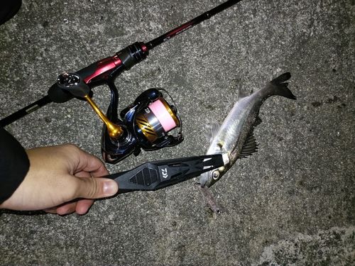 セイゴ（マルスズキ）の釣果